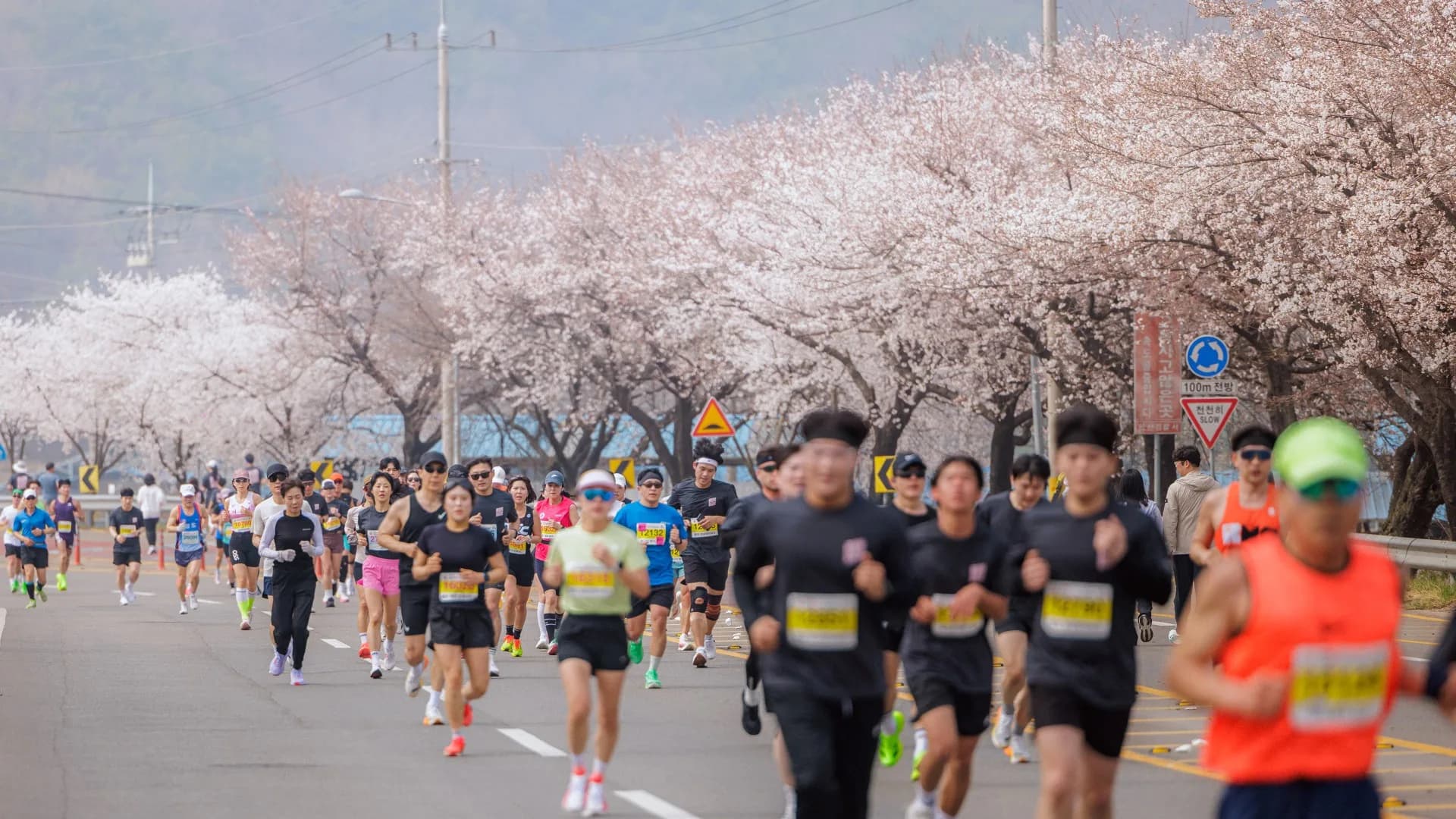 제25회 합천벚꽃마라톤대회 대회 사진